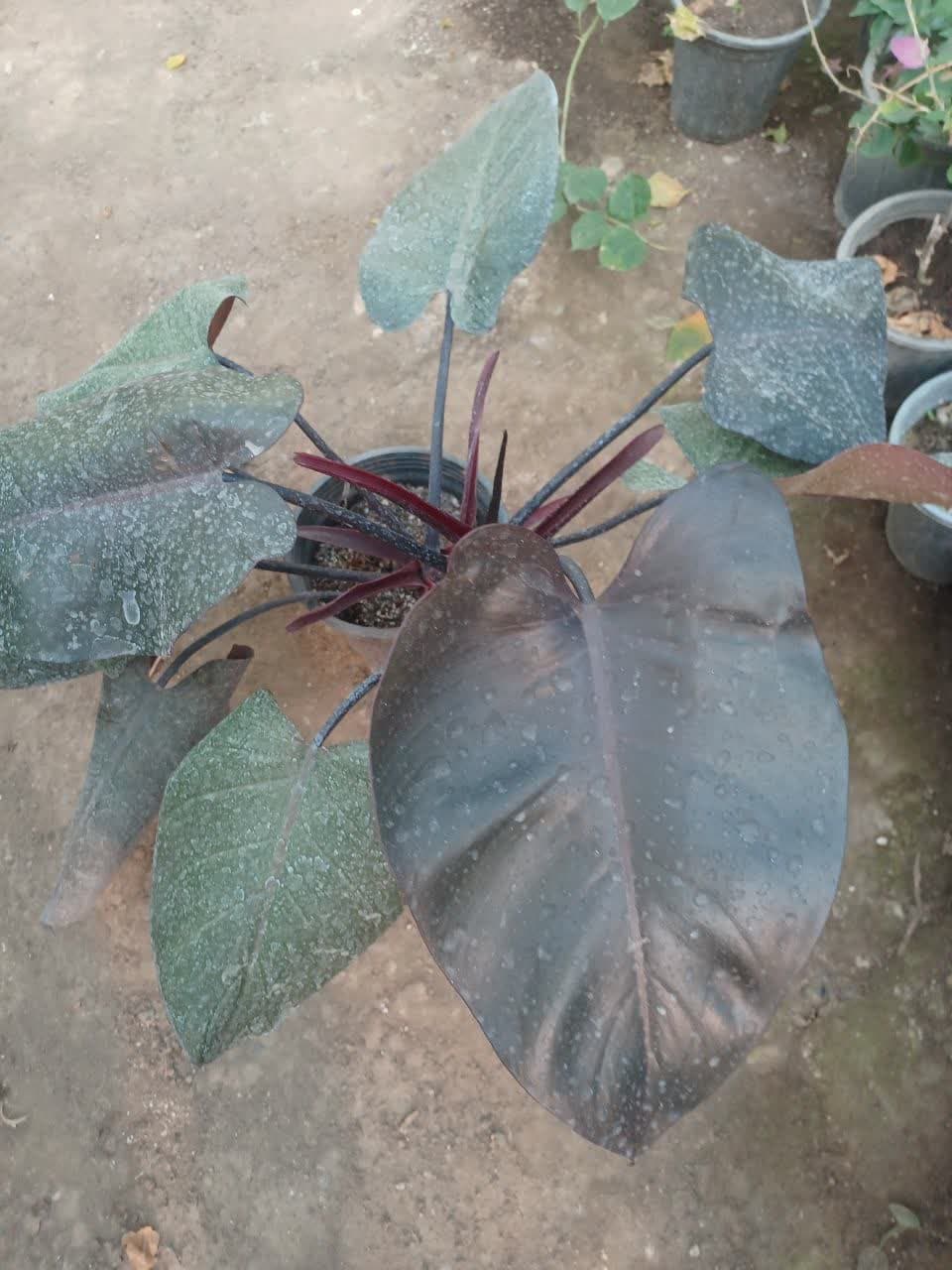 photo_2025-05-26_09-00-39