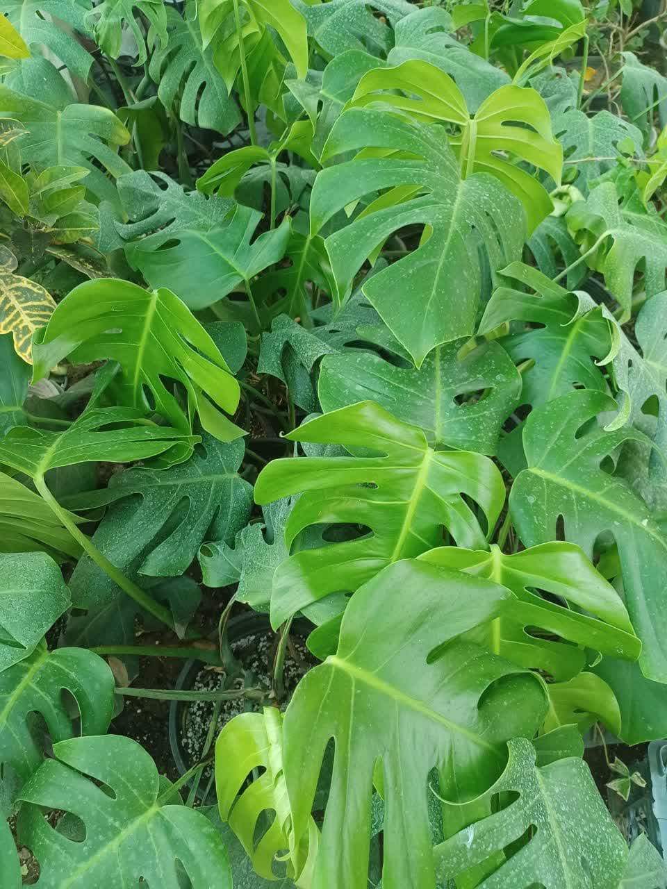 photo_2025-05-26_09-00-41 (2)