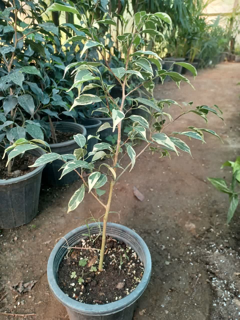 photo_2025-05-26_09-00-46